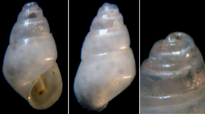 Conferma Odostomia lukisii